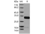 Recombinant Mouse 14-3-3 sigma/YWHAS Protein