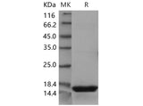 Recombinant Mouse REG3D Protein (His Tag)