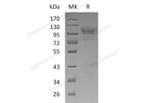 Recombinant Mouse SynCam/CADM1 Protein (aa 1-377, His Tag)
