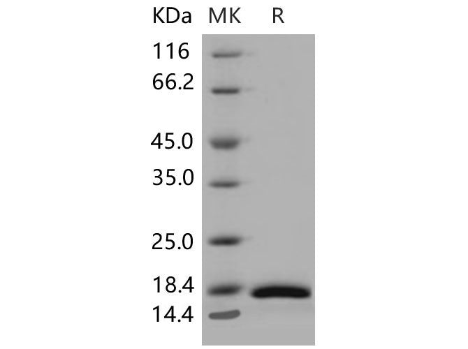Recombinant Mouse CRABP2 Protein (His Tag)
