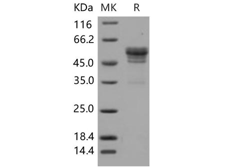 Recombinant Mouse CD99/PILR1 Protein (Fc Tag)