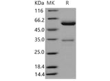 Recombinant Mouse JAM-A/F11R Protein (Fc Tag)
