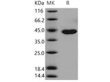 Recombinant Mouse Carboxypeptidase A1/CPA1 Protein (His Tag)(Active)
