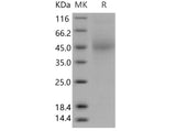 Recombinant Mouse CD48 Protein (His Tag)(Active)