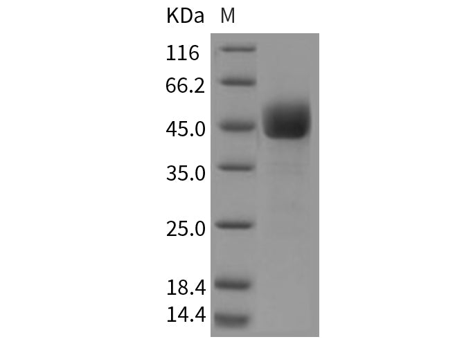 Recombinant Mouse CD3d/CD3 delta Protein (Fc Tag)
