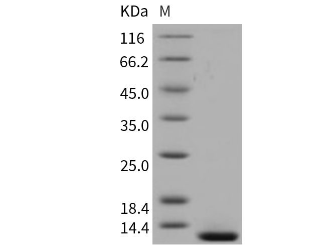 Recombinant Mouse β-NGF/Beta-NGF Protein (Active)