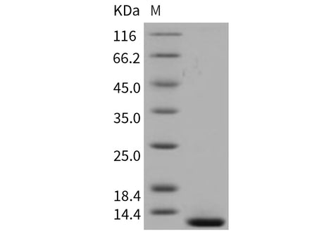 Recombinant Mouse β-NGF/Beta-NGF Protein (Active)