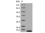 Recombinant Mouse β-NGF/Beta-NGF Protein (Active)