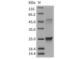 Recombinant Mouse GLO1/Glyoxalase 1 Protein (His Tag)