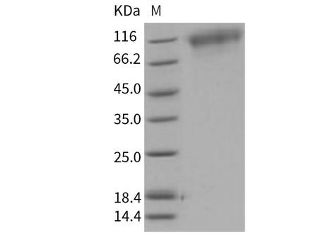 Recombinant Mouse TrkC/NTRK3 Protein (His Tag)(Active)