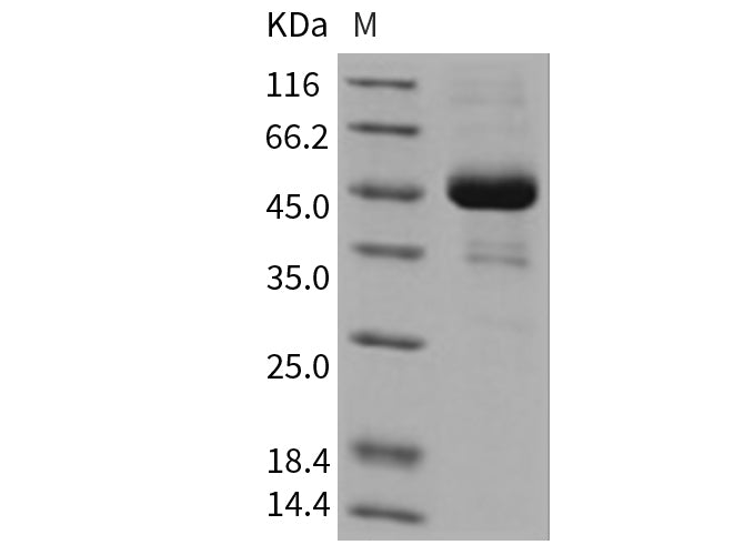 Recombinant Mouse ALK-2/ACVR1 Protein (His & Fc Tag)(Active)