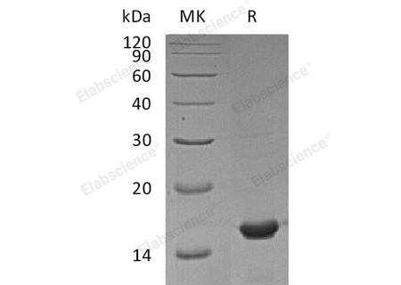 Recombinant Mouse Cyclophilin A Protein (His Tag) 