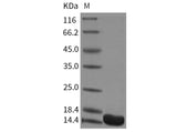 Recombinant Mouse FKBP12 Protein (His Tag)
