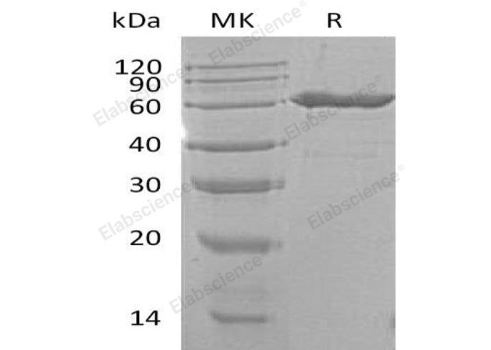Recombinant Mouse CD73/NT5E Protein (His Tag)(Active)