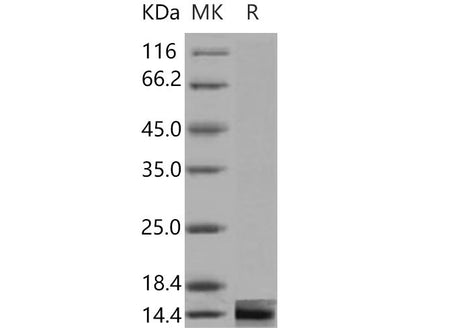 Recombinant Mouse Galectin-1/LGALS1 Protein (Active)