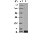 Recombinant Mouse Galectin-1/LGALS1 Protein (Active)