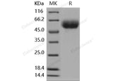 Recombinant Mouse IL13RA1 Protein (His Tag)(Active)