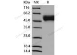 Recombinant Mouse IL2RG/CD132 Protein (His Tag)
