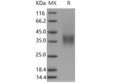 Recombinant Mouse CD16-2/FCGR4 Protein (His&AVI Tag), Biotinylated(Active)