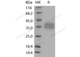 Recombinant Mouse CD32/FCGR2B Protein (His Tag)(Active)