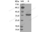 Recombinant Mouse sFRP2 Protein (His Tag)