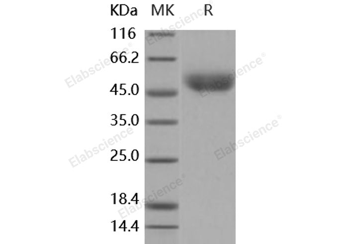 Recombinant Mouse CD14 Protein (His Tag)