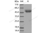 Recombinant Mouse CD14 Protein (His Tag)