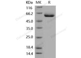 Recombinant Mouse CXADR/CAR Protein (His & Fc Tag)(Active)