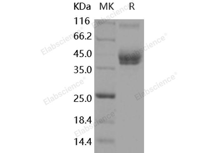 Recombinant Mouse ALCAM/CD166 Protein (His & Fc Tag)(Active)