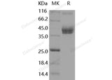 Recombinant Mouse ALCAM/CD166 Protein (His & Fc Tag)(Active)