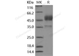 Recombinant Mouse BMPR1B/ALK-6 Protein (Fc Tag)
