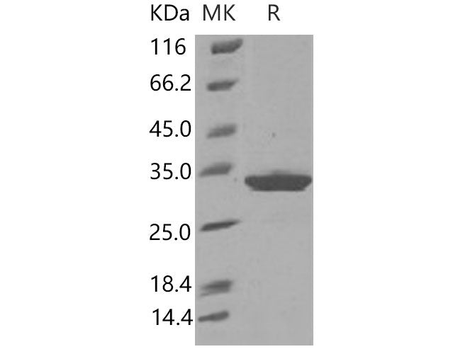 Recombinant Mouse IgG1-Fc Protein (102 Cys/Ser)