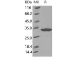 Recombinant Mouse IgG1-Fc Protein (102 Cys/Ser)