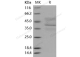 Recombinant Mouse TNFRSF17/BCMA Protein (His & Fc Tag)(Active)