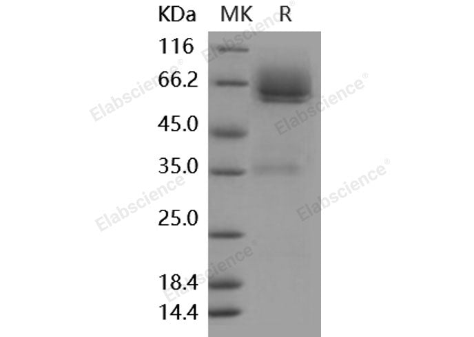 Recombinant Mouse LYVE1/HAR Protein (Fc Tag)