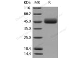 Recombinant Mouse IL13RA2/CD213A2 Protein (His Tag)(Active)
