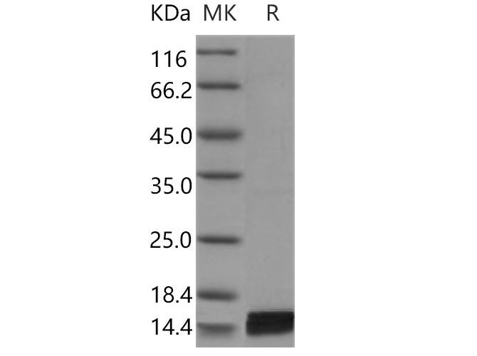 Recombinant Mouse Interleukin-17/IL-17 Protein (Active)