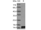 Recombinant Mouse Interleukin-17/IL-17 Protein (Active)