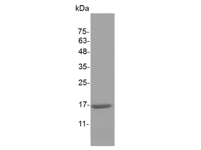 Recombinant Mouse IL-1 beta/IL1B Protein (Active)