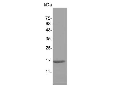 Recombinant Mouse IL-1 beta/IL1B Protein (Active)