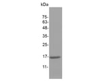 Recombinant Mouse IL-1 beta/IL1B Protein (Active)