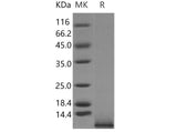 Recombinant Mouse IGF1/IGF?I/IGF-1 Protein