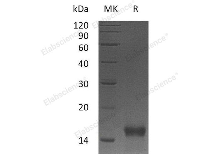 Recombinant Mouse Betacellulin/BTC Protein (His Tag)