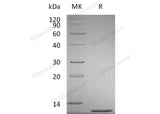 Recombinant Mouse CCL2/MCP-1 Protein