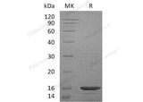 Recombinant Mouse CCL21a Protein