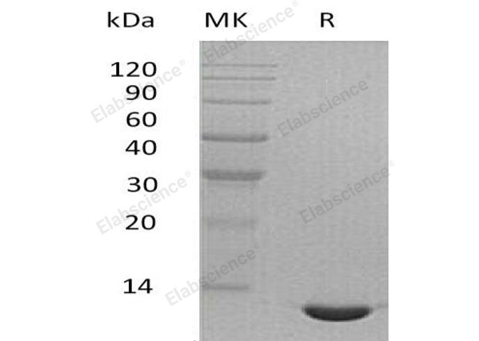 Recombinant Mouse CCL24/Eotaxin-2 Protein