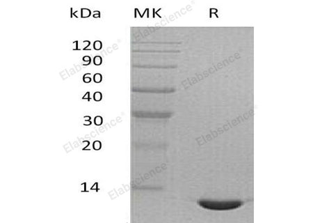 Recombinant Mouse CCL24/Eotaxin-2 Protein