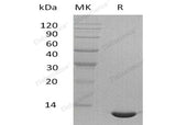 Recombinant Mouse CCL24/Eotaxin-2 Protein