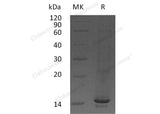 Recombinant Mouse CCL9/MIP-1-γ Protein