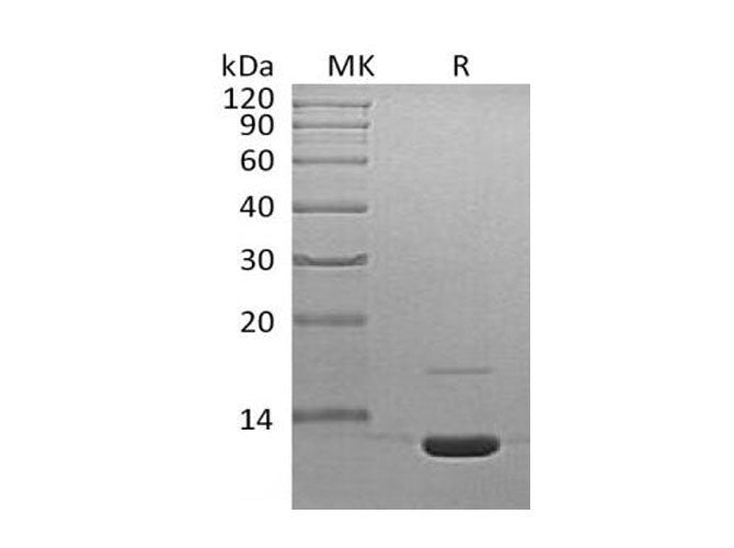 Recombinant Mouse Complement Component C3a/C3a Protein